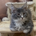 Chaton Maine Coon de race – prix 1650 €.