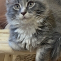 Chat Maine Coon proposée par l’élevage Chatterie du Mont d'angelys.