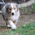 Chiot Berger américain miniature de race  en région Bourgogne-Franche-Comté.