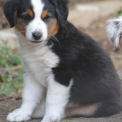 Chiot Berger américain miniature de race  en région Bourgogne-Franche-Comté.