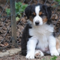 Chien Berger américain miniature proposé par l’élevage Les Diablotins de Nooch.
