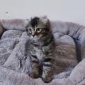 Chaton American Curl de race  en région Occitanie.