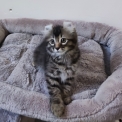 Chat American Curl proposé par l’élevage Chatterie Arcencielcirou.