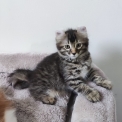 Chaton American Curl de race  en région Occitanie.