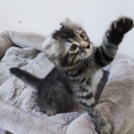 American Curl disponible en Aveyron