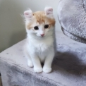 Chat American Curl proposé par l’élevage Chatterie Arcencielcirou.