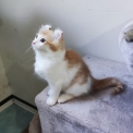 Chaton American Curl de race  en région Occitanie.