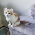 Chaton American Curl de race – prix 1200 €.