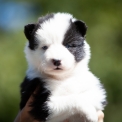 Chiot Laika de Yakoutie  vendre au prix de 1650  vaccin et identifi.