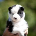 Laika de Yakoutie disponible dans le Calvados