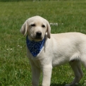 Labrador disponible en Charente