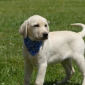 Chiot Labrador de race  en région Nouvelle-Aquitaine.