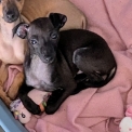 Chiot Levrette d'Italie de race  en région Grand Est.