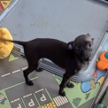 Chiot Levrette d'Italie de race  en région Grand Est.