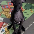 Chiot Levrette d'Italie de race  en région Grand Est.
