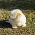 Coton de Tulear disponible dans le Loir-et-Cher