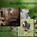 Chien Basset Bleu de Gascogne proposée par l’élevage des vallées longeronnaises.