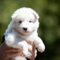 Chiot Laika de Yakoutie  vendre au prix de 1650  vaccin et identifi.