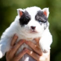 Chiot Laika de Yakoutie de race – prix 500 €.