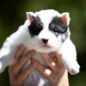 Chiot Laika de Yakoutie de race – prix 500 €.