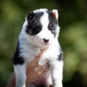 Chiot Laika de Yakoutie de race – prix 1650 €.