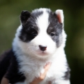 Cette petite femelle Laika de Yakoutie propose  l'achat est ne le 04/06/2025.