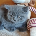 British Shorthair chaton vendu 1300 €