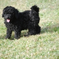 Chiot Caniche Nain de race  en région Nouvelle-Aquitaine.