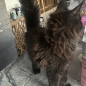 Maine Coon disponible en Isère