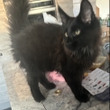 Maine Coon disponible en Isère