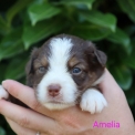 Chien Berger américain miniature proposée par l’élevage Domaine des terres lorginoise.