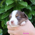Berger américain miniature disponible dans le Pas-de-Calais