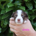 Chiot Berger américain miniature sans pedigree – prix 1360 €.