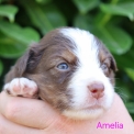 Chiot Berger américain miniature sans pedigree  en région Hauts-de-France.