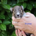 Chien Colley Shetland proposé par l’élevage Domaine des terres lorginoise.