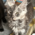 Chat Maine Coon proposée par l’élevage Chatterie du Ciel d'Emeraude.