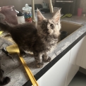 Chaton Maine Coon de race  en région Auvergne-Rhône-Alpes.