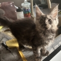 Maine Coon disponible en Isère