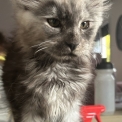 Maine Coon disponible en Isère