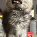 Maine Coon disponible en Isère