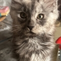 Chat Maine Coon proposée par l’élevage Chatterie du Ciel d'Emeraude.