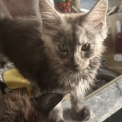 Chaton Maine Coon de race  en région Auvergne-Rhône-Alpes.