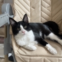 Maine Coon disponible en Seine-Maritime