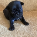 Chiot Carlin  vendre au prix de 1300  vaccin et identifi.