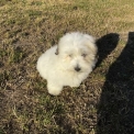 Chiot Coton de Tulear de race  en région Centre-Val de Loire.