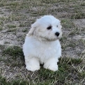 Chiot Coton de Tulear de race – prix 1150 €.