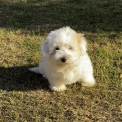 Chien Coton de Tulear proposé par l’élevage La boîte à malice.