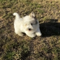 Chiot Coton de Tulear de race – prix 1100 €.