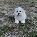 Chien Coton de Tulear proposé par l’élevage La boîte à malice.