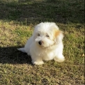 Chien Coton de Tulear proposé par l’élevage La boîte à malice.